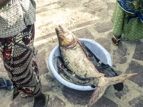 DRCongo, Isangi, 2009 l Photo: Pauline MaisonneuveFish for diner. 