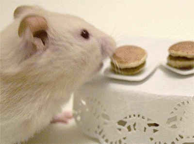 fluffychops:  Popcorn really likes banana pancakes!
