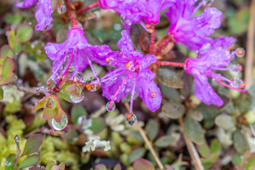 uafairbanks:Wildflowers in Denali National Park.