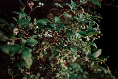 kellyelainesmith:  just some 35mm from Rickett’s Glen this July with @shitjimmyshoots and the fam by kelly smith 