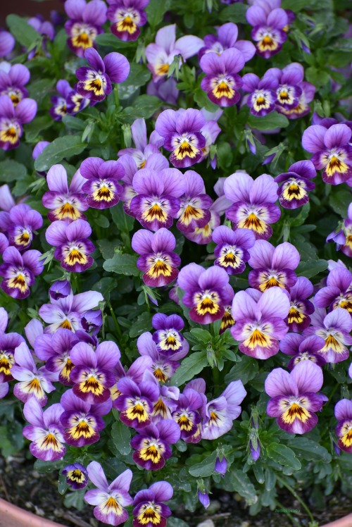 Viola