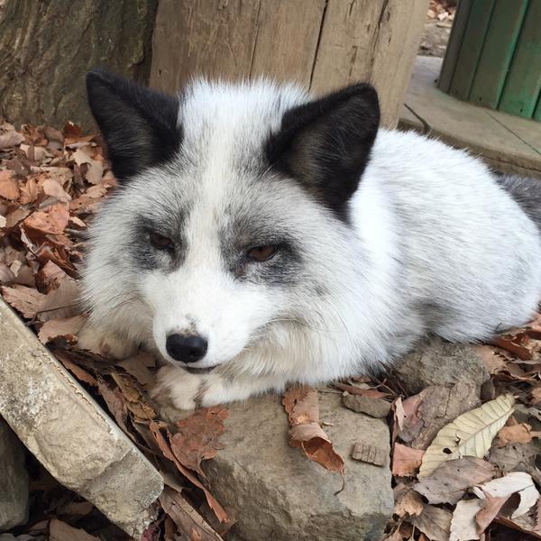 kawaii-animals-only:  You can visit freely roaming foxes at Zao Fox Village in Miyagi