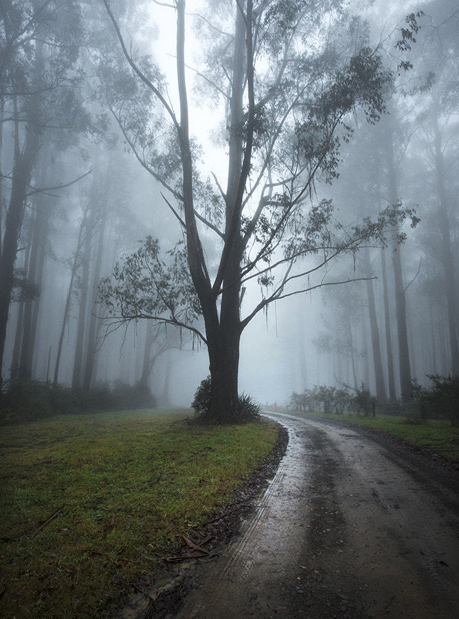 throughwinterfields: Art X  