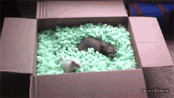 cannonball-the-ferret:  natinuz:  Ferrets playing inside a box of packing peanuts   Popcorn ferrets make Sunday a FUNDAY!!!