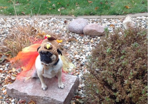 XXX the-pugs-of-halloween:  jenihartford:  Turkey photo