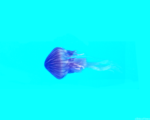 thatscienceguy:  Jellyfish have been found in every ocean, from the surface to the