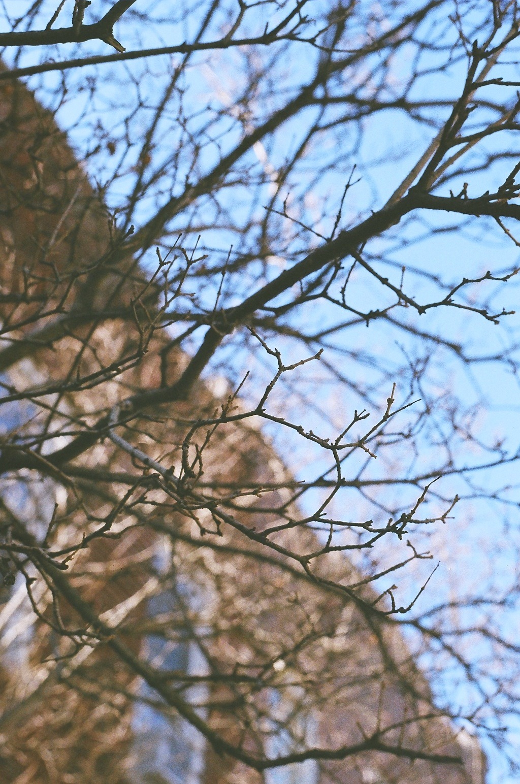 aagdolla:  Tree branches during the winter.