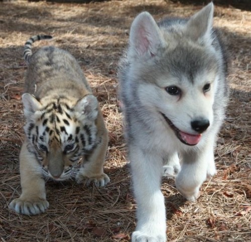 wonderous-world:  Unlikely Friends by Barry Bland They are beginning their journey as animal ambassadors at The Institute of Greatly Endangered and Rare Species. The young timber wolves and Bengal tigers seem unaware that they are supposed to be sworn