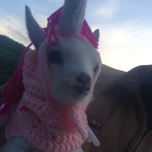 babygoatsandfriends: The mythical goaticorn Via brokenshovels and eltfarms