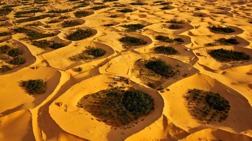 Adjder Oasis in the Algerian Sahara
