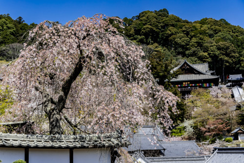 春彩の寺