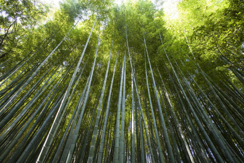 devouring-souls:  odditiesoflife:  Sagano Bamboo Forest, Japan This stunning bamboo forest is located in the Arashiyama district on the west outskirts of Kyoto, Japan. It is one of the most amazing natural sites in the country. An interesting fact about S