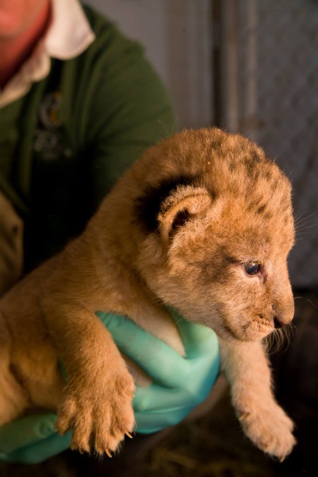 zooborns:  Oregon Zoo’s Lion Pride Grows  Neka, a 6-year-old African lion at the