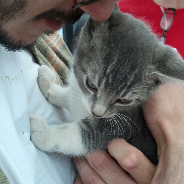 catsamazing:  We got to play with this adorable baby kitten today!