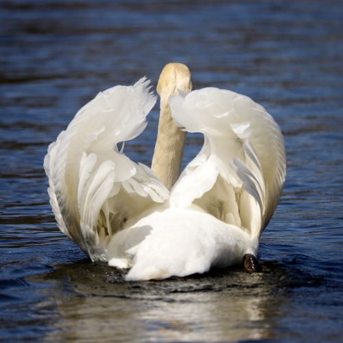 It’s that son of a b*tch.Höckerschwan (mute swan) am Pumpsee im Rosensteinpark, Bad Cannstatt.