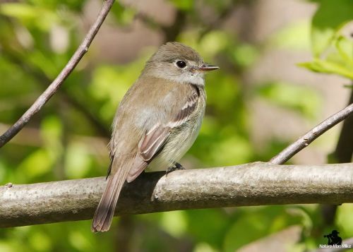 Least Flycatcher #birdphotography #bird_captures #raw_birds #massaudubon #best_birds_of_world #sprin