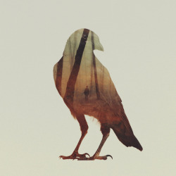 animalartonline:     Crow by Andreas Lie   