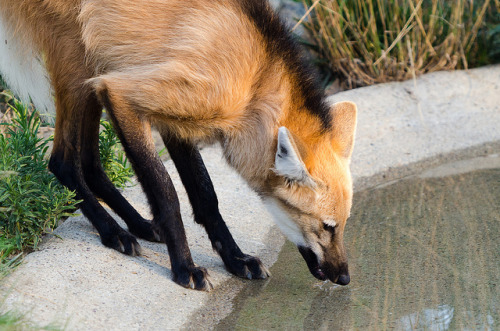 deermary:  The Maned Wolf (Chrysocyon brachyurus adult photos