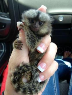 thebabyanimals:  i want a finger monkey!