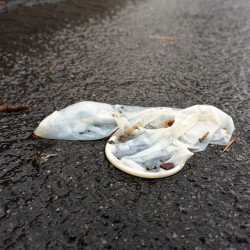 ericcoyote:  Condoms in the rain. #condom