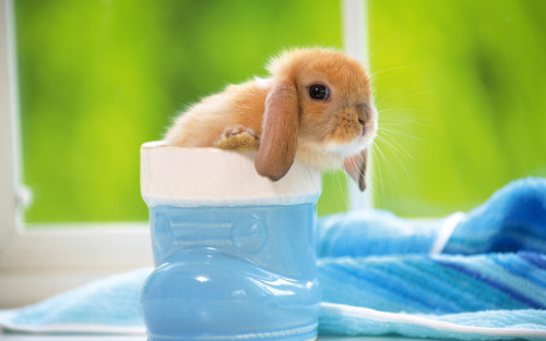 rileystuckinreality:  Have some bunnies to brighten up your dash and day! :) 