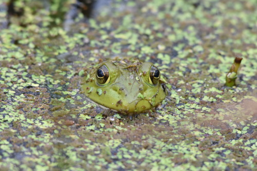 Among the duckweed, this American Bullfrog seems almost complacent – confident in its camouflage and