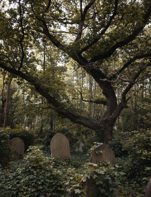 dariaendresen: Highgate cemetery, London#cemetery #highgate #london #uk #gothic #peaceful #sanctua