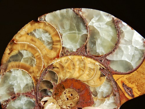 laughing-thrush:Ammonite gifted to me by my grandparents when I was a kid. Ahh, the perks of frequen