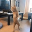 serendi-kitty