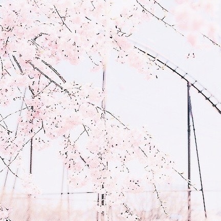 aaesthetic-angel:*＊✿❀ sakura ❀✿＊*