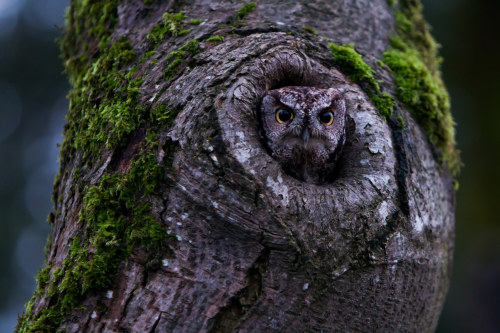 90377:Western Screech Owl by Ken Shults