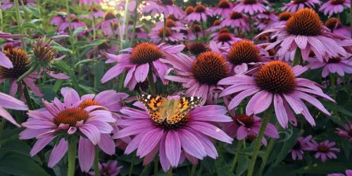 blondebrainpower:  Painted Lady Butterfly on Pink Cone Flower