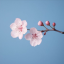 blossomwhisper