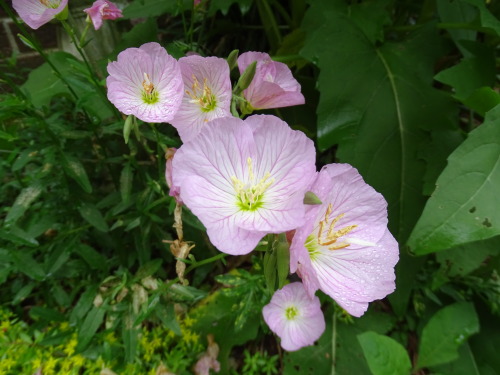 Blooming now in the garden, bright and happy Evening Primrose flowers. Tall and erect pink and yello