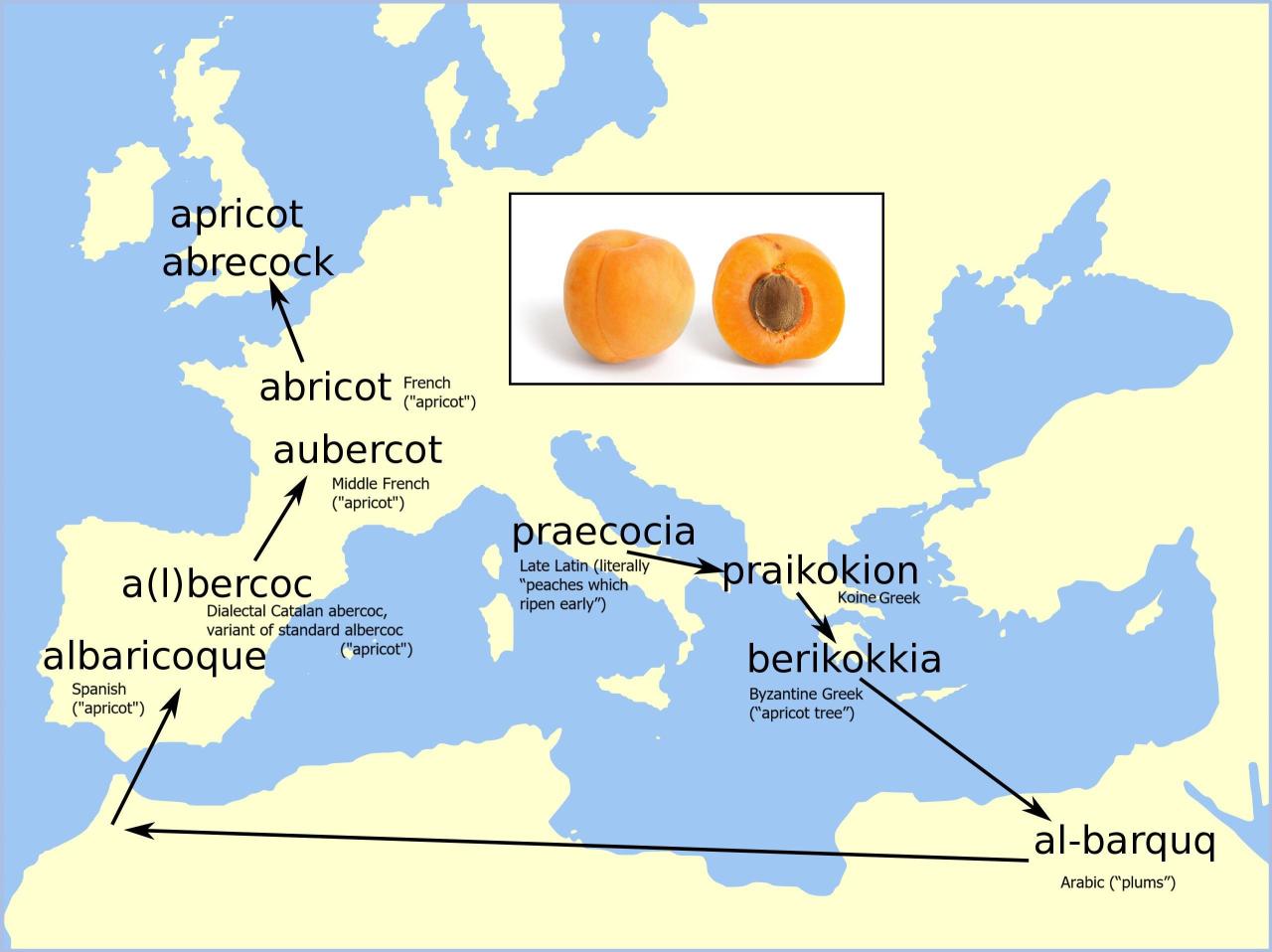 The origin of the word apricot maps on the web