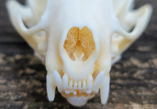 teeny tiny nasal bones. this is a mi.nk skull.