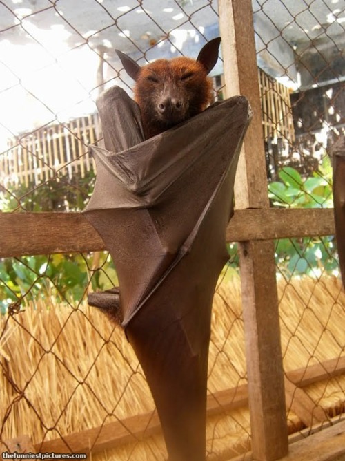 end0skeletal:  The giant golden-crowned flying fox is one of the largest bats in the world, weighing in at up to 2.5 pounds with a wing span of as much 5 feet 7 inches. They live in the forests of the Philippines and eat mostly figs and leaves. 