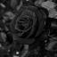queen-of-the-blackrose