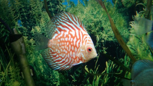 herps-and-derps:@what-the-fiish the discus i work with. Cuz i know you like em