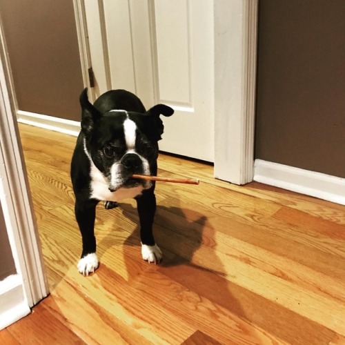 <p>Oh hiiiii.  #sirwinstoncup #groucho #bullysticks #bostonterrier #bostonterriercult #flatnosedogsociety (at Fiddlestar)</p>