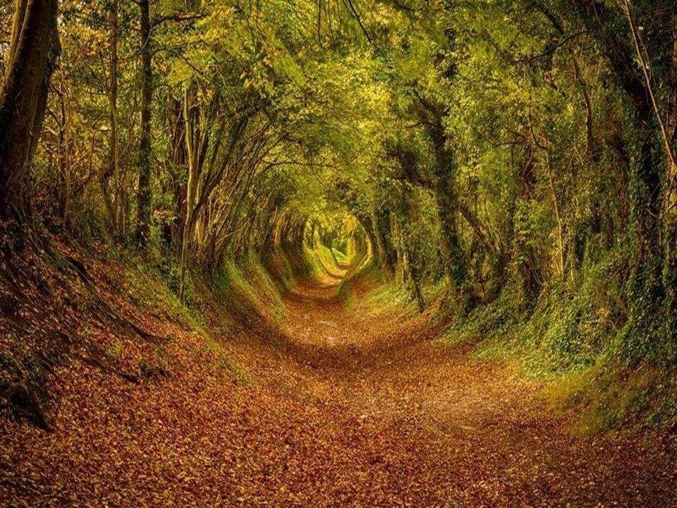 thelastenchantments:  The tree tunnel in Ashdown Forest, the inspiration for the