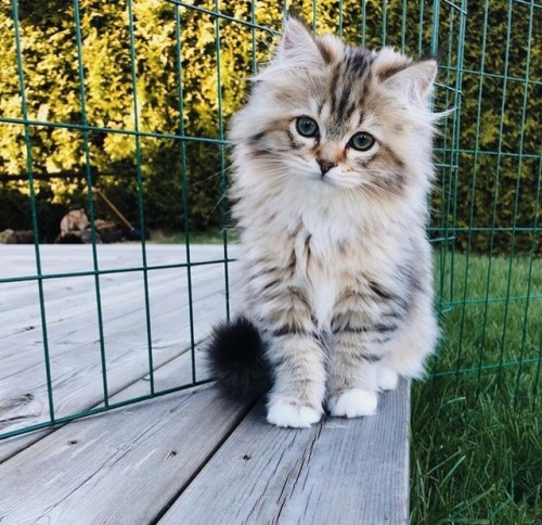 friendly-animals:(Source)