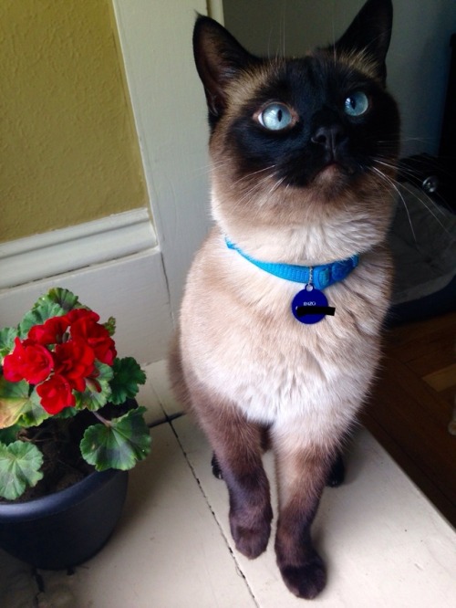 adventuringbeans:Enzo looks great with flowers. And in general
