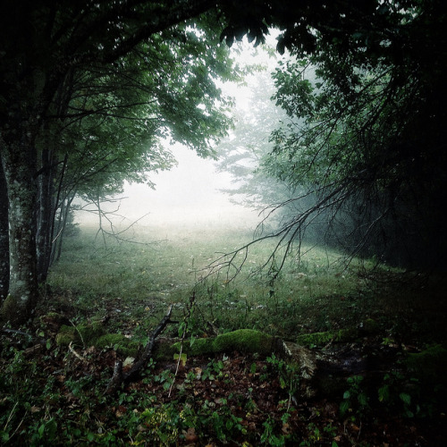 homeintheforest: a misty day in the Vosges by Jos Mecklenfeld on Flickr.