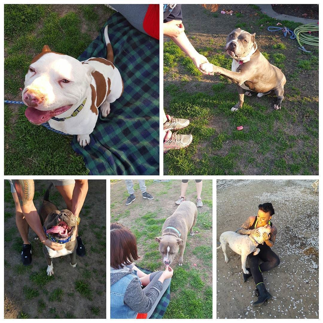 Meet some of my new friends from @fresnobullyrescue on my snapchat (christymack)
