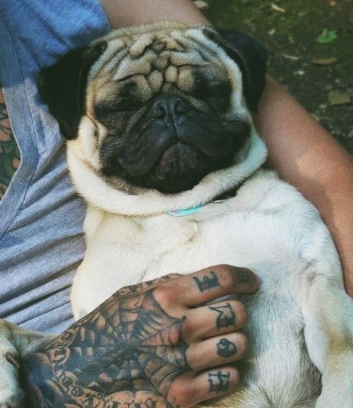 inkstylee:  PUGS  Such a cute and content porn pictures
