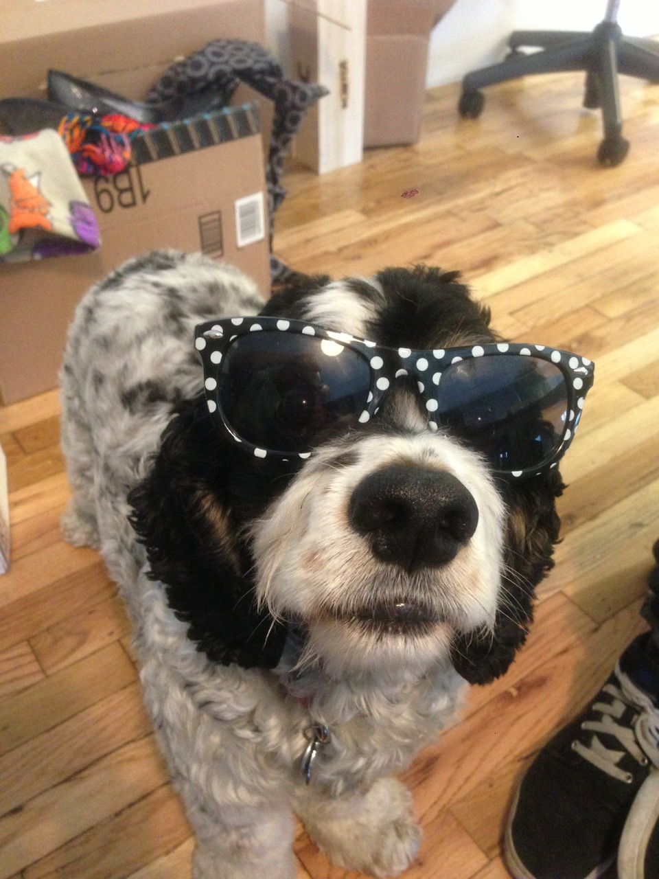 strle:
“ Woodythedog lookin gooooooood
”
Decided to rock out today with something from my Elton John Collection.