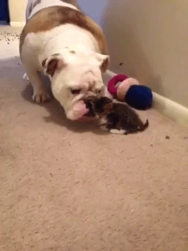 sizvideos:  Bulldog meets kitten for the first time 