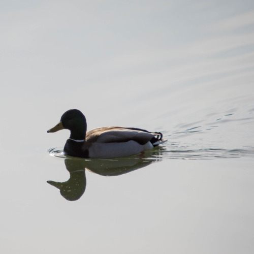 Some birds captured the last days/weeks&hellip;I&rsquo;m not sure, but the names should be (in order