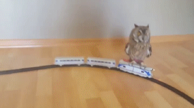 catgifcentral:  Owl on a Train